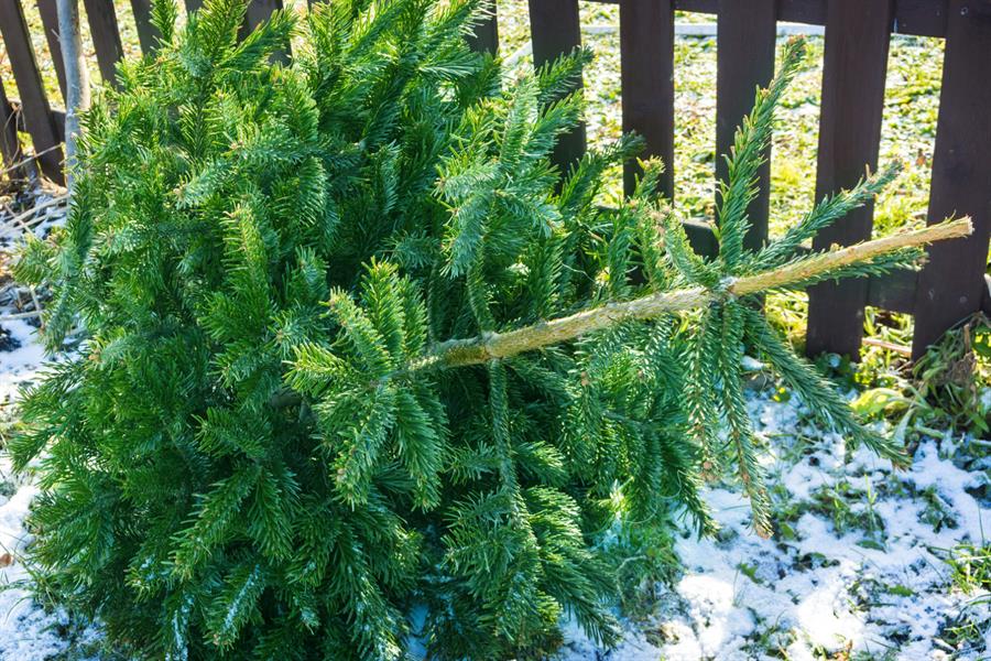 Christbaum auf schneebedeckter Wiese liegend
